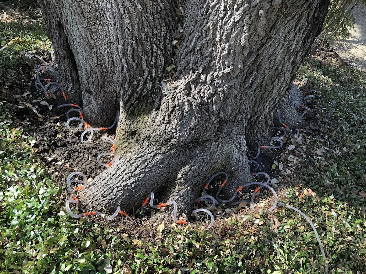 Detailed Tree Cabling and Bracing job site in Pitman