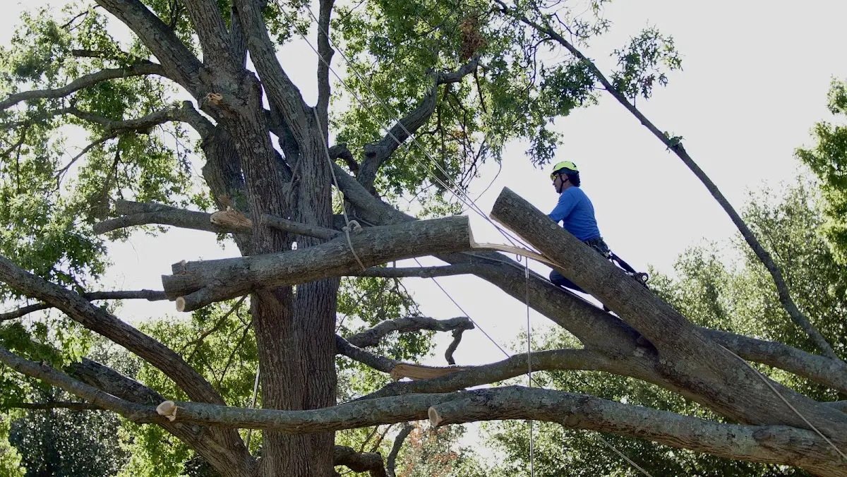 Professional Crown Thinning performed by certified arborists in Pitman